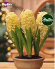 Hyacinth Bulbs City of Haarlem  (Fragrant)