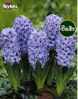 Hyacinth Bulbs Delft Blue