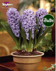 Hyacinth Bulbs Delft Blue (Fragrant)