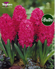 Hyacinth Bulbs Jan Bos
