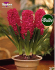 Hyacinth Bulbs Jan Bos (Fragrant)