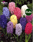 Hyacinth Bulbs Mixed