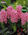 Hyacinth Bulbs Pink Pearl (Fragrant)