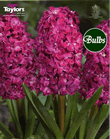 Hyacinth Bulbs Red Diamond (Double flowers)