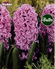 Hyacinth Bulbs Splendid Cornelia