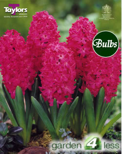 Hyacinth Bulbs Jan Bos