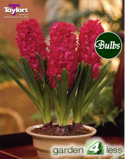 Hyacinth Bulbs Jan Bos (Fragrant)