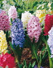 Hyacinth Bedding Mixed Lifestyle Bulbs