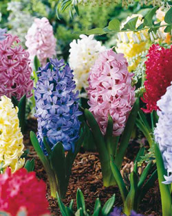 Hyacinth Bedding Mixed Lifestyle Bulbs