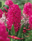 Hyacinth Jan Bos Lifestyle Bulbs