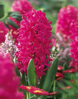 Hyacinth Jan Bos Lifestyle Bulbs