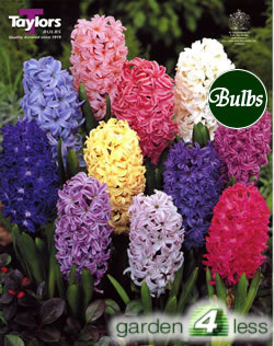 Mixed Hyacinth Bulb
