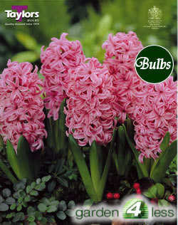 Hyacinth Bulbs Pink Pearl (Fragrant)