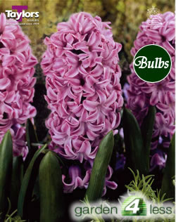 Hyacinth Bulbs Splendid Cornelia