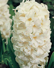 Hyacinth Carnegie Xtra Large Bulbs