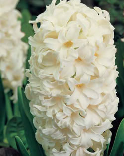 Hyacinth Carnegie Xtra Large Bulbs