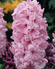 Hyacinth Fondante Xtra Large Bulbs