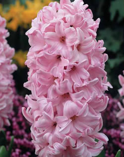 Hyacinth Fondante Xtra Large Bulbs