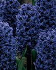 Hyacinth Marie Blue Xtra Large Bulbs