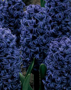 Hyacinth Marie Blue Xtra Large Bulbs