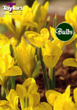 Danfordiae - Iris Bulb