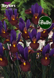 Black Beauty - Iris Bulb