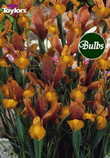 Bronze Beauty - Iris Bulb