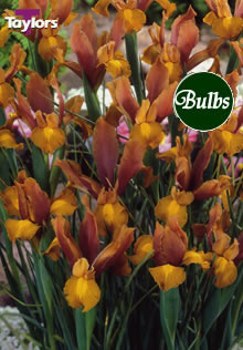 Bronze Beauty - Iris Bulb