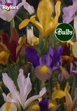 Dutch Iris Mixed - Iris Bulb