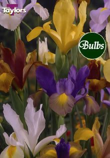 Dutch Iris Mixed - Iris Bulb