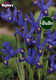 Dwarf Edward - Iris Bulb