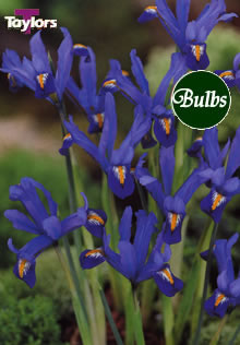 Dwarf Edward - Iris Bulb