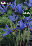Dwarf Gordon - Iris Bulb