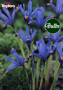Dwarf Gordon - Iris Bulb