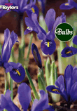 Dwarf Harmony - Iris Bulb
