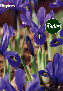 Dwarf Harmony - Iris Bulb