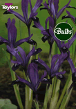 Dwarf Pauline- Iris Bulb