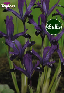 Dwarf Pauline- Iris Bulb
