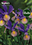 Gypsy Beauty - Iris Bulb