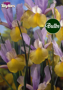Oriental Beauty - Iris Bulb