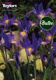 Sapphire Beauty - Iris Bulb