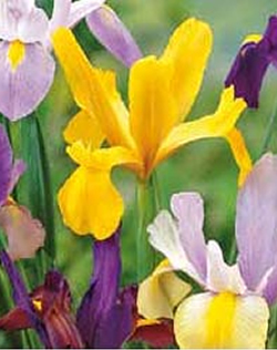 Dutch Iris Mixed Lifestyle Collection Bulbs
