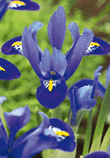 Dwarf Iris Reticulata Blue Lifestyle Bulbs