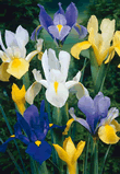 Iris Hollandica Mixed Lifestyle Bulbs