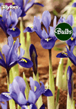 Reticulata - Iris Bulb