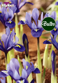 Reticulata - Iris Bulb