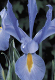Dutch Iris Blue Magic Xtra Large Bulbs