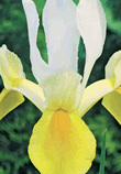 Dutch Iris Symphony Xtra Large Bulbs