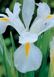 Iris White Van Vilet Xtra Large Bulbs