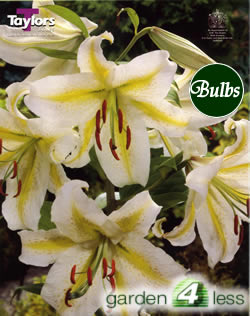 Auratum-Species and Tigrium Hybrid Lily Bulb